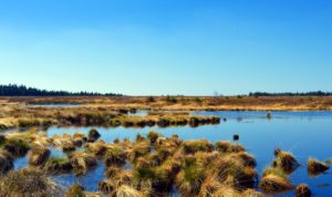 wetlands